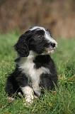 BEARDED COLLIE 429
